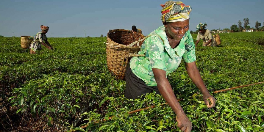 tea growing in South Africa
